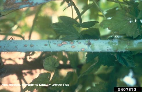 Elliptical spots with gray centers and purple margins on a caneberry stem due to anthracnose, <i>Elsinoe veneta</i> =<i>Sphaceloma necator</i>.