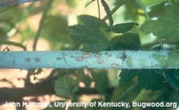 Circular spots with gray centers and purple margins on a caneberry stem with anthracnose.