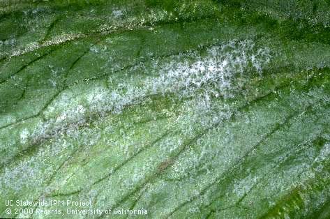 Powdery mildew.