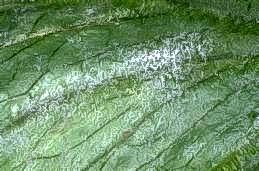 Powdery growth of powdery mildew