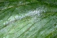 Powdery mildew