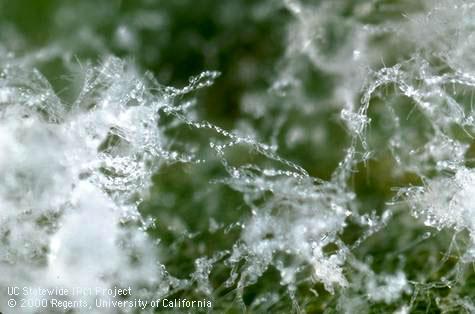 Powdery mildew.