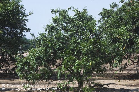 Field shot showing stunted tree with defoliated branches caused by exocortis, <I>Exocortis viroid.</I>.