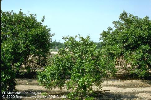 A citrus tree with exocortis, <i>Citrus exocortis viroid</i> (center). Infected trees have greatly reduced growth and remain undersized.