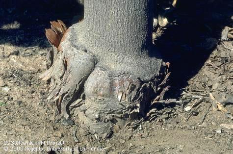 Dry, cracked bark that has lifted in strips and is peeling off the root crown (bark shelling) of a citrus tree. This is the characteristic symptom of exocortis, <i>Citrus exocortis viroid</i>.