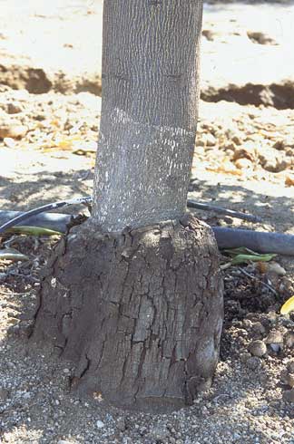 Bark shelling (peeling and cracking) on the rootstock of a citrus tree infected with <I>Citrus exocortis viroid.</I> A cluster of mushrooms emerging from soil near a tree trunk.