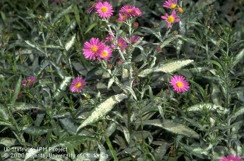 White growth of powdery mildew on leaves and stems of pink aster.