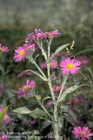 White growth of powdery mildew on leaves and stems of pink aster.