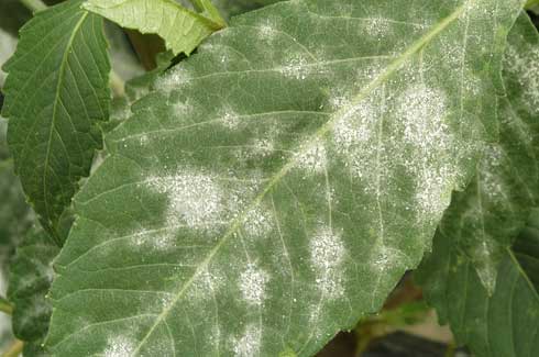 Dahlia leaf with white patches of the powdery mildew fungus, <i>Erysiphe cichoracearum.</i>.