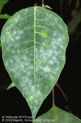 Powdery mildew growth on tree poinsettia leaves.