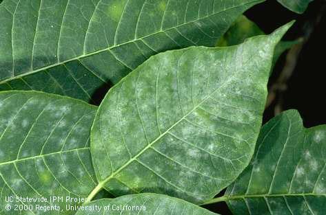 Powdery mildew growth on tree poinsettia leaves.