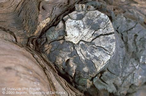 Eutypa dieback.