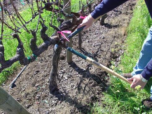 Pruning out a grape cordon infected with <I<Eutypa lata.</I>.