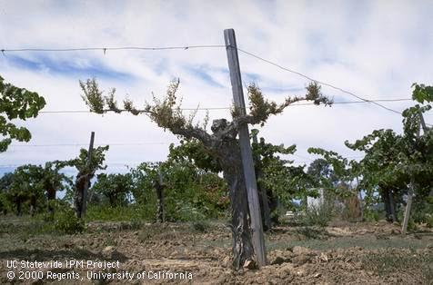 Trunk damaged by Eutypa dieback.