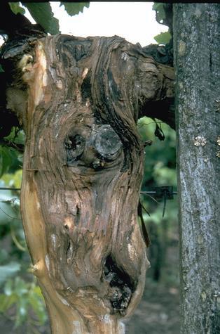 Trunk damaged by Eutypa dieback.