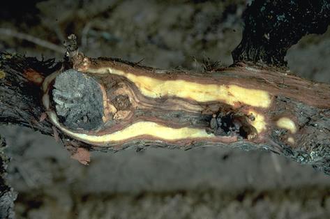 Dark decay of Eutypa canker, <i>Eutypa lata</i>, exposed under bark at the site of an old pruning wound.