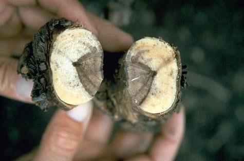 Trunk damaged by Eutypa dieback.