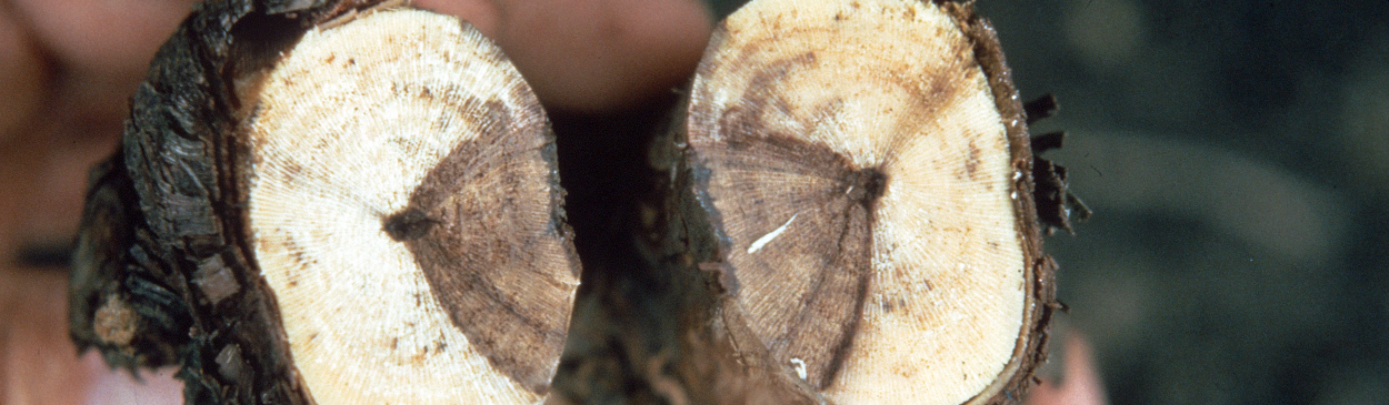 Wedge-shaped, darkened cankers develop in the vascular tissue.