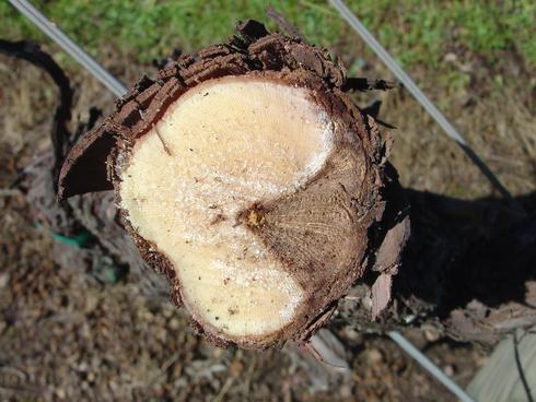 Characteristic wedge shape of a Eutypa canker in a grapevine cut in cross section.