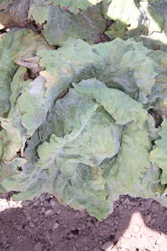 Severe infection of powdery mildew, <i>Erisyphe cichoracearum,</i> on lettuce. 