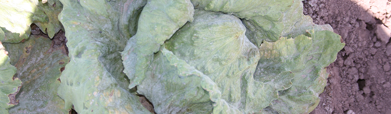 Severe infection of powdery mildew, Erisyphe cichoracearum, on lettuce.
