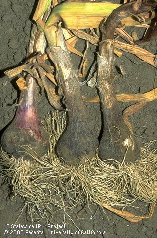 Garlic bulbs with bacterial soft rot caused by Erwinia carotovora.