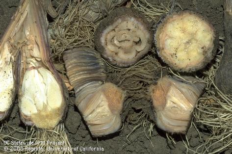 Bacterial soft rot of garlic bulbs: damage to root plate and inner scales.