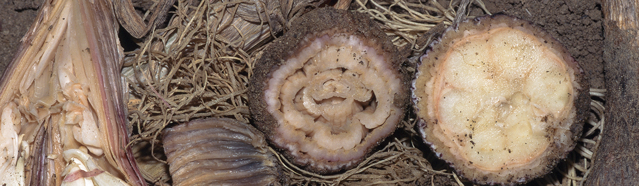 Garlic bulbs with bacterial soft rot caused by Erwinia carotovora.