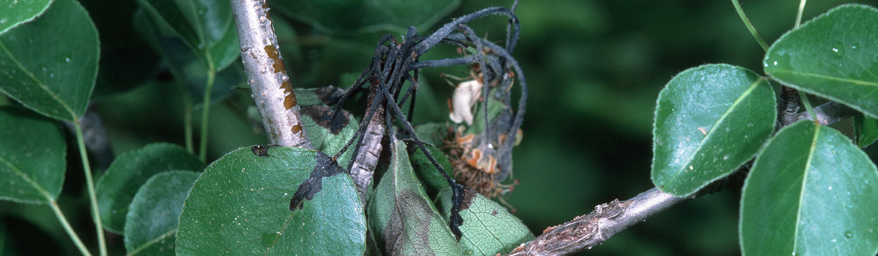 Flower clusters infected with fire blight, Erwinia amylovora, bacteria.