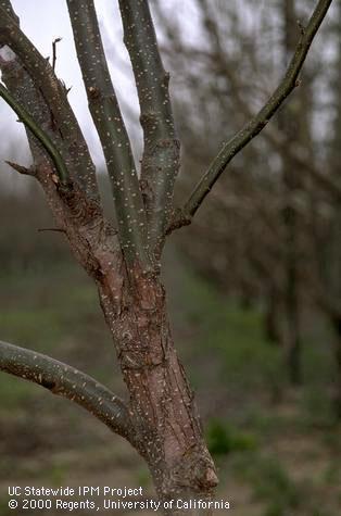 Branch/twig damaged by fireblight.