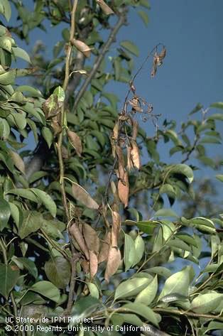 Branches infected with fire blight.