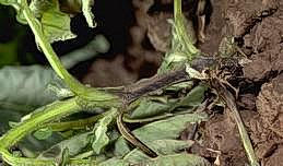 Black stem caused by blackleg