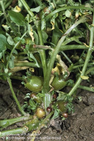 Aerial tubers may form at the base of stems or in leaf axils under physiological stress.