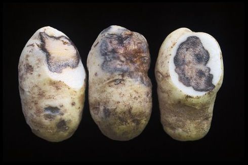 Tuber damaged by Erwinia.