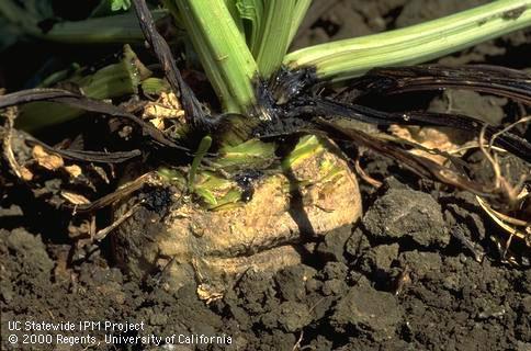 Crown damaged by Erwinia.