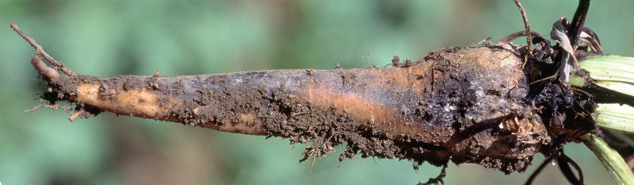 Root damaged by Erwinia