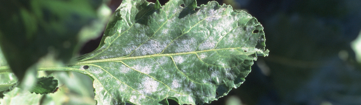 Patches of powdery mildew on beet leaf.