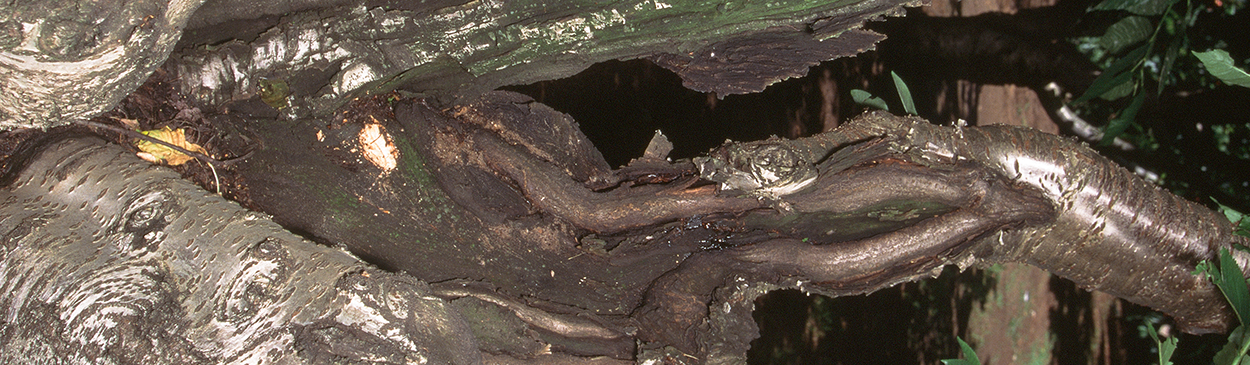 Eutypa dieback cankers on the scaffold limbs of a cherry tree.