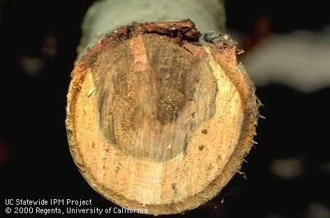 Branch damaged by Eutypa dieback.