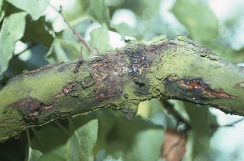 Limb discoloration on apricot branch due to Eutypa dieback, <i>Eutypa lata</i>.