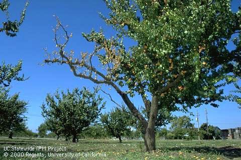 An apricot limb killed Eutypa canker, <i>Eutypa lata</i>.