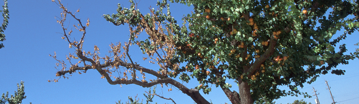 An apricot limb killed Eutypa canker, Eutypa lata.