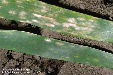 Foliage damaged by powdery mildew.