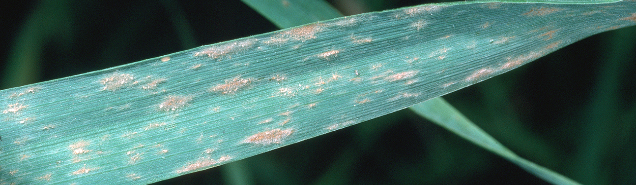 Foliage damaged by powdery mildew.