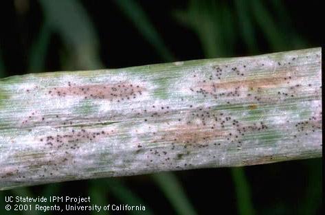 Powdery mildew.