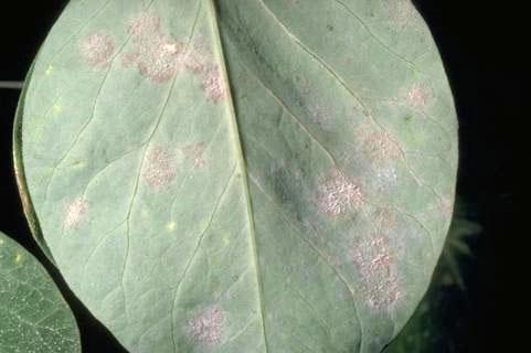 Sugar pea foliage damaged by powdery mildew, Erysiphe polygoni.