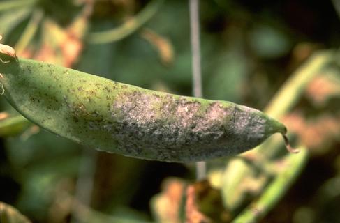 Brownish spots on pea pod from powdery mildew infection.