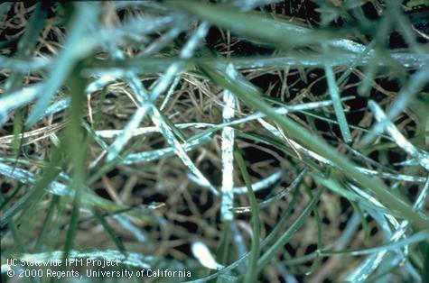 Kentucky bluegrass leaves infected with powdery mildew.