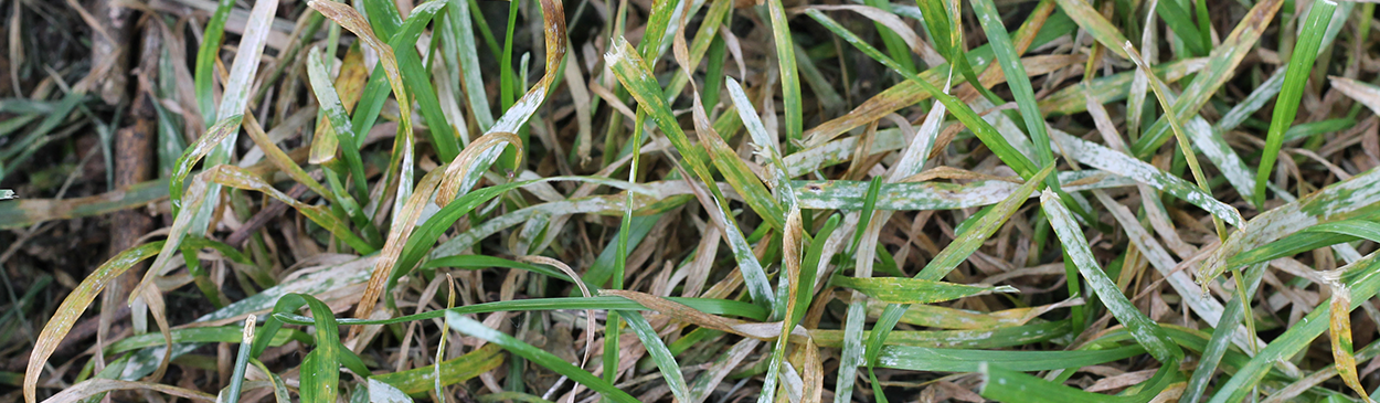 Grayish-white powdery growth on turfgrass infected with powdery mildew, caused by Erysiphe graminis.