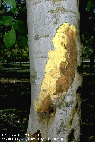 Dark brown, dying tissue just under the outer bark of a walnut tree due to shallow bark canker, <i>Brennaria nigrifluens</i> =<i>Erwinia nigrifluens</i>. 